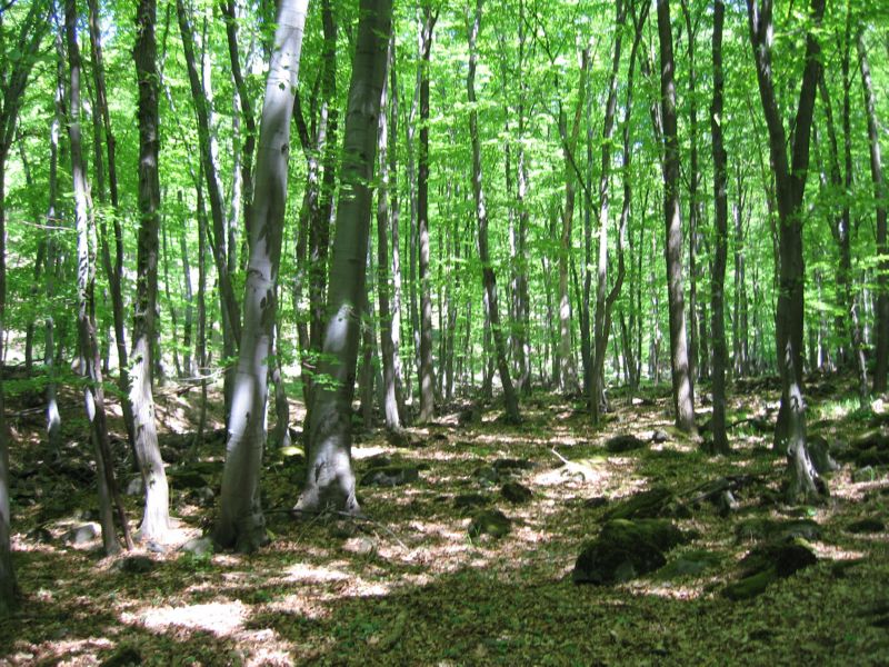 2009-04-25 Kekes (06) 99 percent beech trees